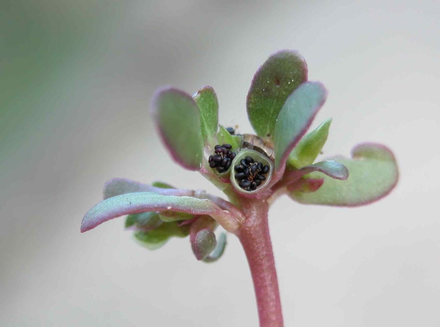 Purslane fruit